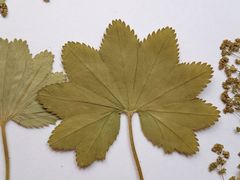 Alchemilla tichomirovii