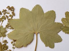 Alchemilla tichomirovii