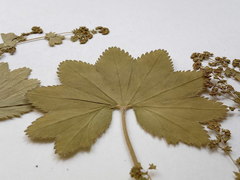 Alchemilla tichomirovii