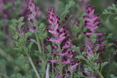 Fumaria officinalis officinalis