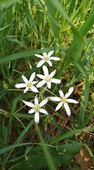 Ornithogalum umbellatum