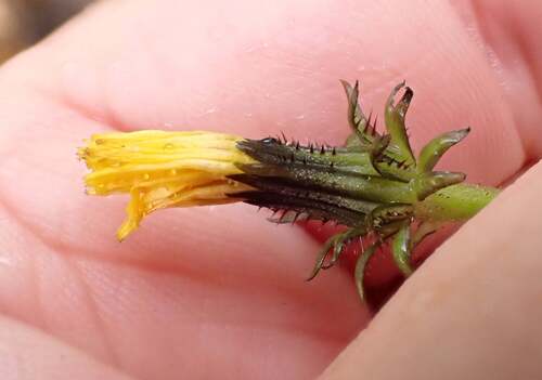 Picris burbidgeae