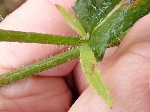 Picris burbidgeae, photograph 2