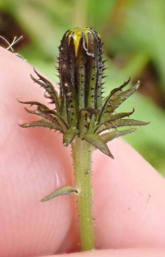 Picris burbidgeae, photograph 3