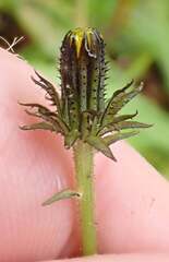 Picris burbidgeae, photograph author not stated, no rights reserved