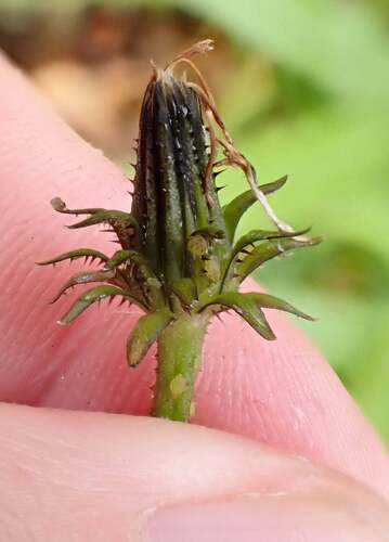 Picris burbidgeae, photograph 4