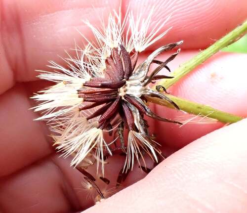 Picris burbidgeae, photograph 5