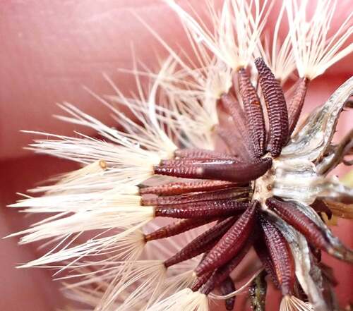 Picris burbidgeae, photograph 6