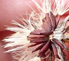 Picris burbidgeae, photograph author not stated, no rights reserved