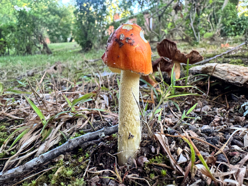 False Caesar's Mushroom · August 2026 · photo: Photo: (c) Annie Weissman, some rights reserved (CC BY) · iNaturalist