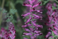 Fumaria officinalis officinalis