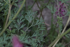 Fumaria officinalis officinalis