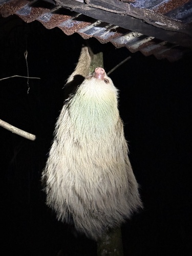 Hoffmann's Two-toed Sloth