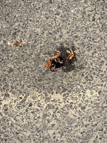 Halloween Crab