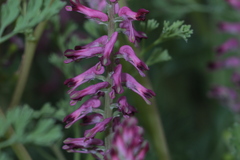 Fumaria officinalis officinalis