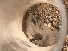 Dasymutilla texanella