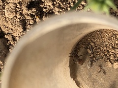 Dasymutilla texanella