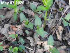 Persicaria thunbergii