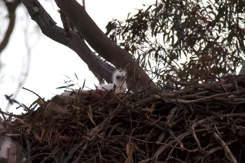 Wedge-tailed Eagle