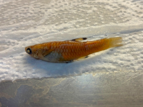 Shadow toothcarp (Xenophallus umbratilis) — Poeciliidae — 3