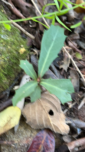 Myrsine variabilis, photograph 3
