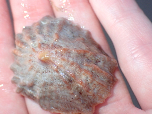 Crucibulum scutellatum observed 2026-08-09