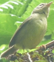 Basileuterus melanotis