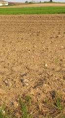 Hippolais polyglotta