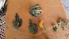 Cucurbita radicans