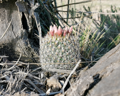 Coryphantha potosiana