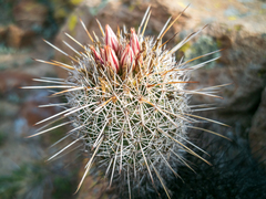Coryphantha clavata