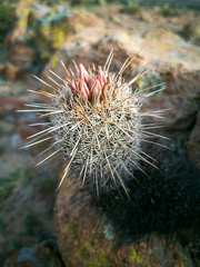 Coryphantha clavata