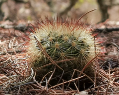Mammillaria densispina