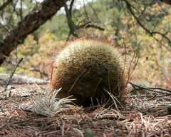 Mammillaria densispina