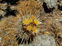 Coryphantha clavata