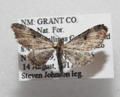 Eupithecia carneata