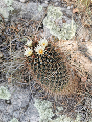 Coryphantha clavata