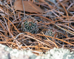 Coryphantha clavata stipitata