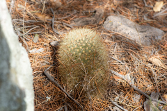 Mammillaria densispina