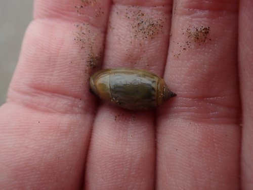 Oliva undatella observed 2026-08-08
