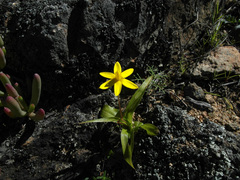 Pauridia gracilipes gracilipes