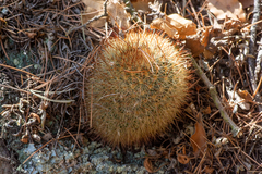 Mammillaria densispina