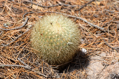 Mammillaria densispina