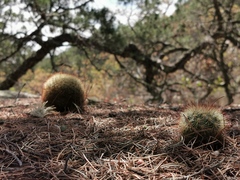 Mammillaria densispina