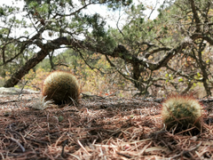 Mammillaria densispina