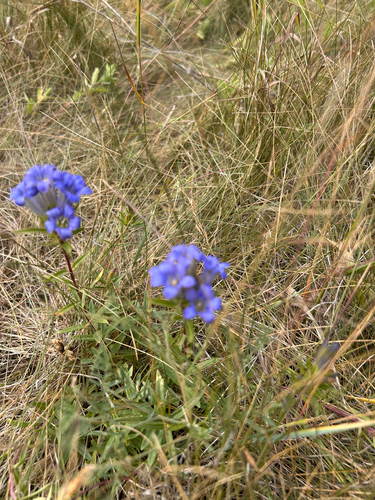 pleated gentian