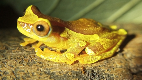 Dendropsophus sarayacuensis, 2026-08-01