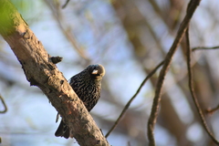 Sturnus vulgaris