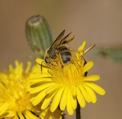 Lasioglossum titusi