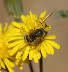 Lasioglossum titusi